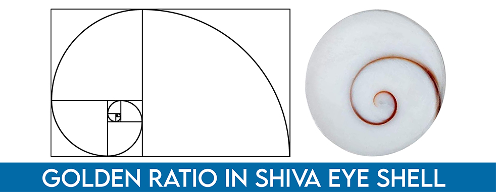 Golden ratio in shiva eye shell